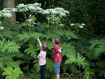 Гигантский борщевик привлек внимание туристов в Калининградской области