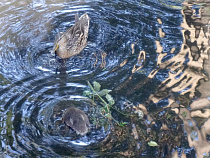 Раскрыта кража трёх уток и селезня под Славском