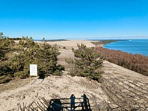 В Калининградской области пройдёт грибной фестиваль в запрещённом для сбора месте