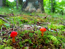 Поиск женщины-грибника под Правдинском не дал результатов