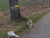 Под Гвардейском собаку бросили охранять пакет с мусором