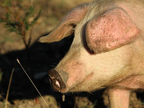 На 100 тысяч рублей оштрафовано предприятие, занимающееся убоем свиней