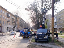 Дятлова лично наблюдала за вырубкой деревьев на Багратиона