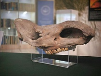 Не дошедший до США череп носорога отдали Музею Мирового океана