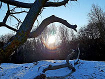 Женщина 4 часа плутала в зимнем лесу в 13 км от Польши