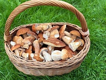 В Калининградской области из лесов повалили перегруженные грибами люди