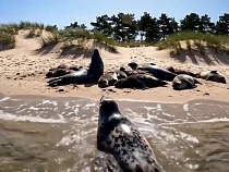 Туристов теперь соблазняют Куршской косой с помощью искусственного интеллекта