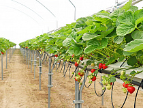 Под Калининградом покупатели клубники принимают участие в уборке ягоды