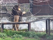 В Калининграде лев Тигран посылает львице Лее воздушные поцелуи