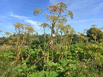 Этой части природы несут смерть в 100 посёлках Калининградской области