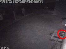 Сотрудники музея на востоке Калининградской области выходили брошенного пса