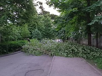 Улицу в центре Калининграда перегородило упавшее дерево