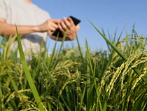 СК «РСХБ-Страхование» проанализировала обращения аграриев к экспертам