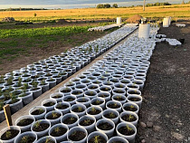 Кедровый питомник под Зеленоградском расширят в пять раз