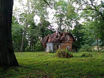 Объявлено о вырубке уникальных лесов вокруг Светлогорска и Отрадного