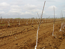 Бюджетная поддержка промышленного садоводства в регионе увеличена на 50 млн рублей