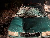 Редкое животное погибло страшной смертью на Куршской косе