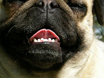 Советчанка, на которую набросилась собака, отсудила 20 тысяч рублей