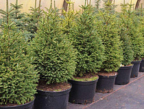 В Калининграде установят 100 живых елей 