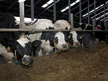 Калининградская область получит субсидию на возмещение инвесткредитов в АПК