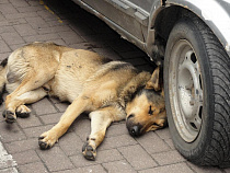 Отлов каждой бродячей собаки в 2017 году обойдётся в 4 000 рублей