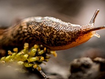 В Калининграде учёные разрабатывают способ борьбы против слизней