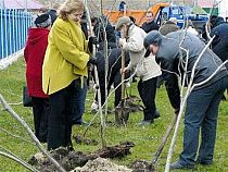 20 апреля в Калининграде пройдет общегородской субботник