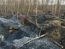 Трое калининградцев незаконно спилили 60 деревьев в районе поселка Вербное