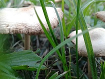 Жёсткое послание грибникам выпустили в Калининградской области 