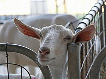 Трое жителей Балтийска заразились клещевым энцефалитом, выпив козьего молока