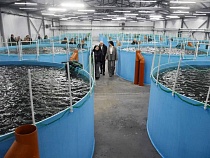 Калининградцам дали надежду на доступность «золотой» рыбы