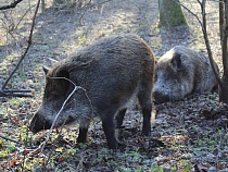 У кабанов начинается гон