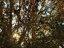 Алиханов попросил напомнить мэрии Калининграда о защите деревьев