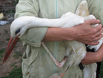 В Калининграде ищут мастеров, готовых изготовить протез для аиста