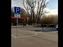 Прилетевших в Калининград встретило стадо коров