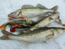 Браконьер выловил в Калининградском заливе 43 судака