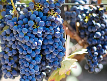 В Калининграде уничтожили 53 кг свежих фруктов и винограда из Италии и Испании