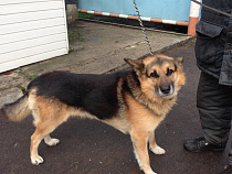 МП «Калининградтеплосеть» ищет новых хозяев для восьмерых собак-охранников 