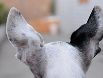 В Калининграде спасли бездомного пса, застрявшего в решетке 