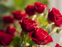 Калининградские волонтеры подарили мамам 1 000 роз