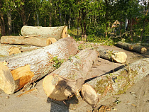 «Зелёный Фонд» сообщил в прокуратуру о вырубке дубов в Чкаловске