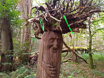 Депутаты окончательно разрешили собирать валежник