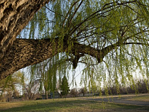 Житель Славского района срубил аллею ив на дрова