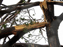 Ночью ветер повалил в Калининграде шесть деревьев