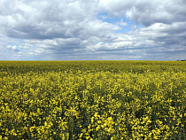 В Калининградской области разгорелась рапсовая «война»