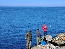 «Салаку тащат гроздьями!»: под Калининградом начинается рыбное безумие