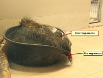 Калининградский зоопарк показал, как спит муравьед Лектор