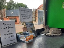 Кота Сергея в Зеленоградске изгнали с рабочего места из-за кляузника
