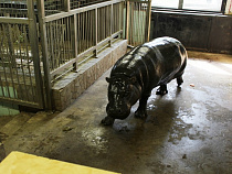 В зоопарк Калининграда из Каунаса привезли самку карликового бегемота 