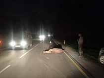 По дороге в Мамоново насмерть сбили лося 
